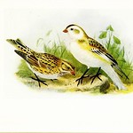 Put the flags out! Finding&nbsp;Bunting!